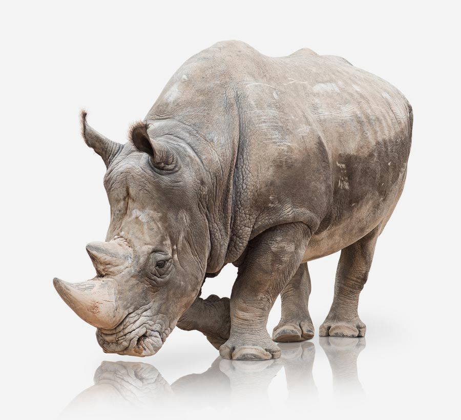 A large rhinoceros as it's shown on the WAZA website home page.